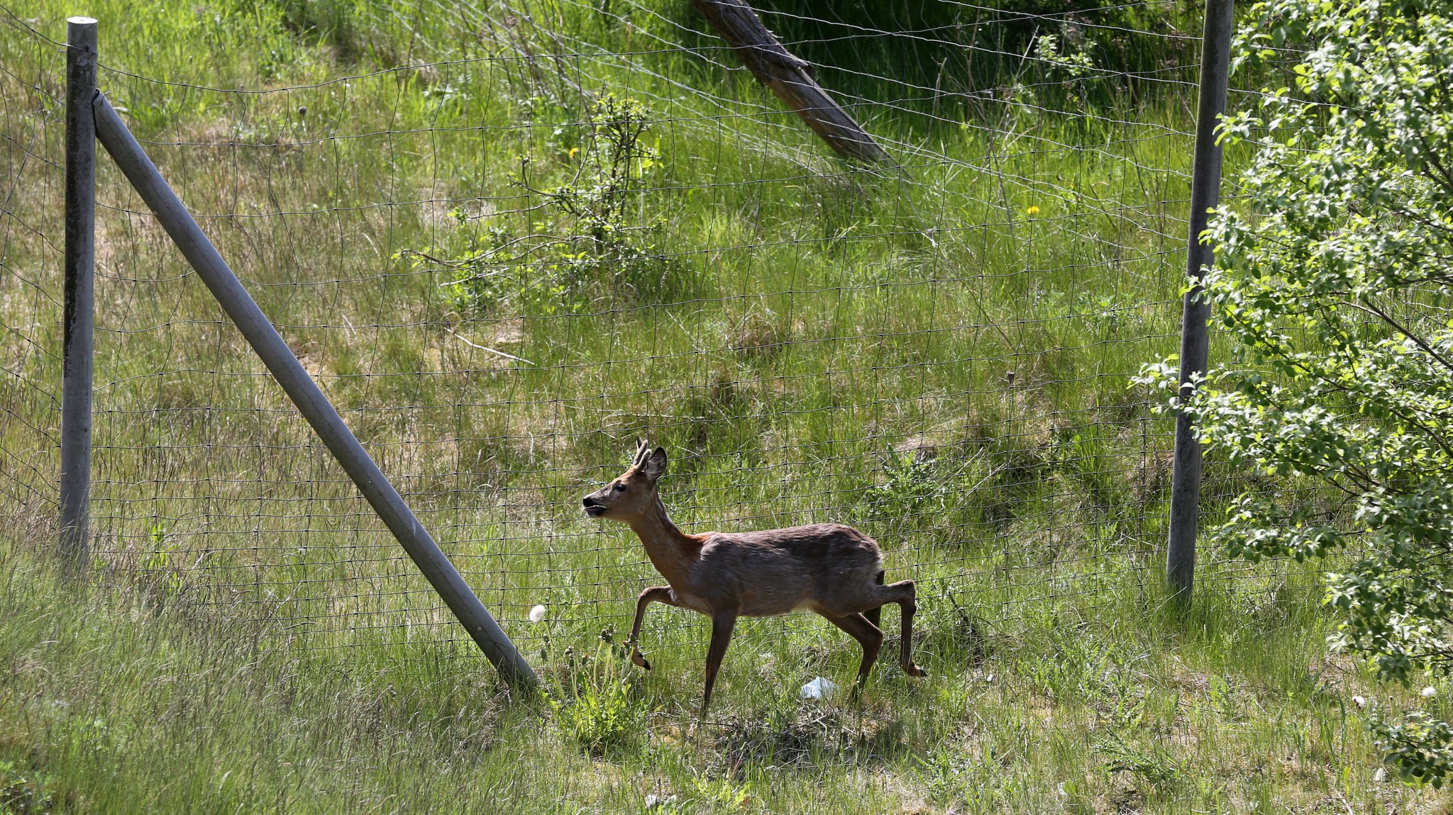 Reh vor einem Wildschutzzaun