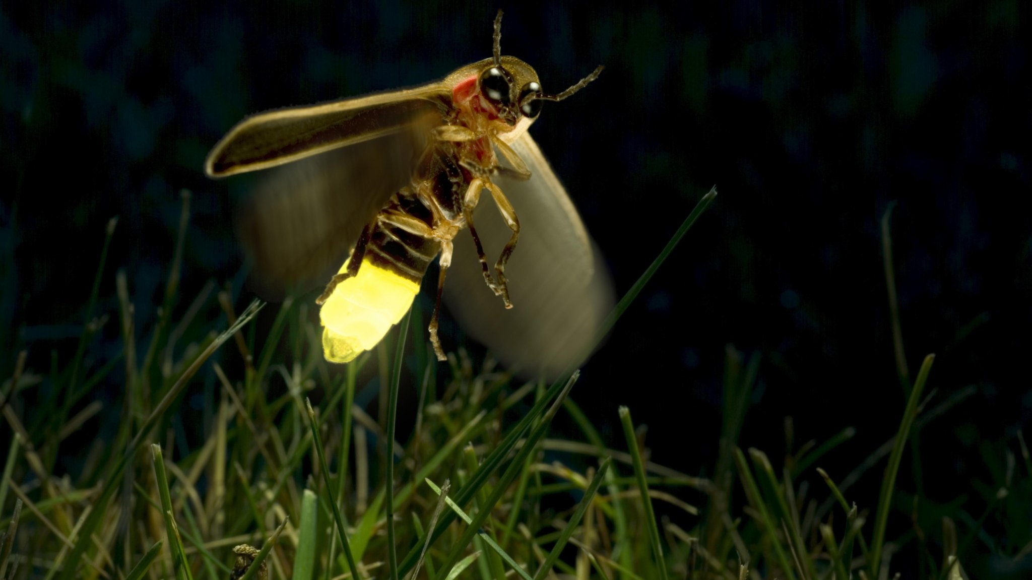 Gelblich leuchtendes Glühwürmchen im Flug in der Nacht