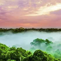 Der tropische Regenwald - Bedrohter Klimapuffer | Bild: stock.adobe.com/streetflash