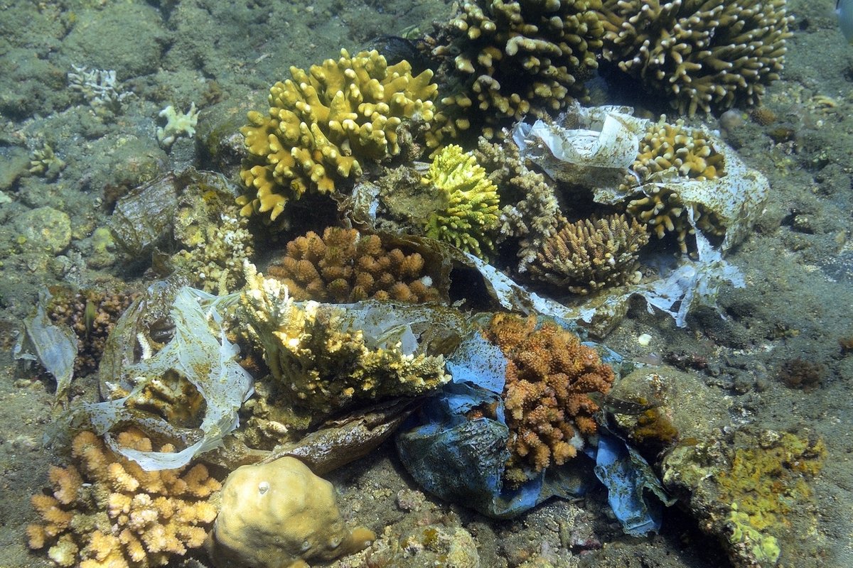 Plastik macht Korallen krank