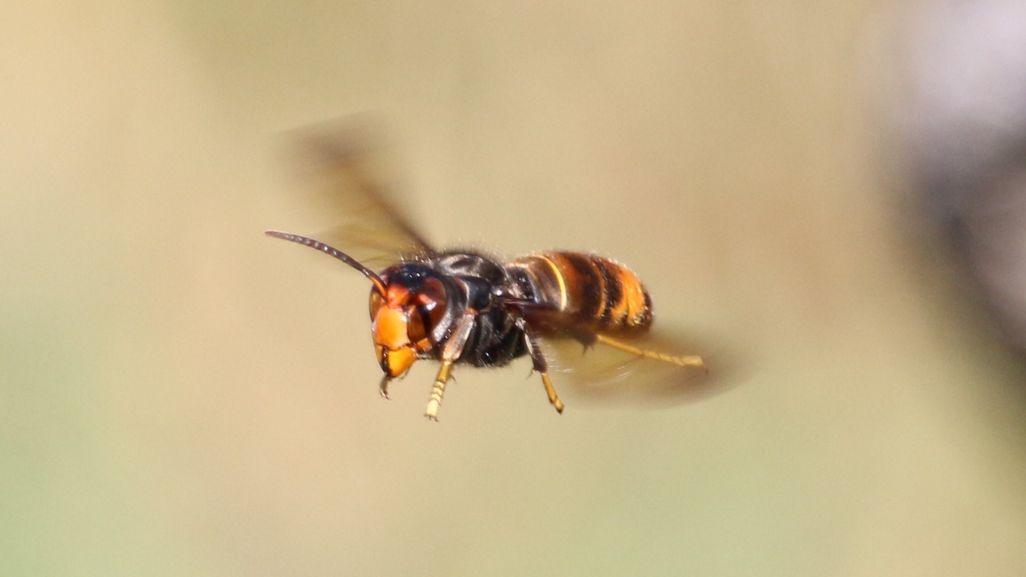 Asiatische Hornisse - Vespa Velutina