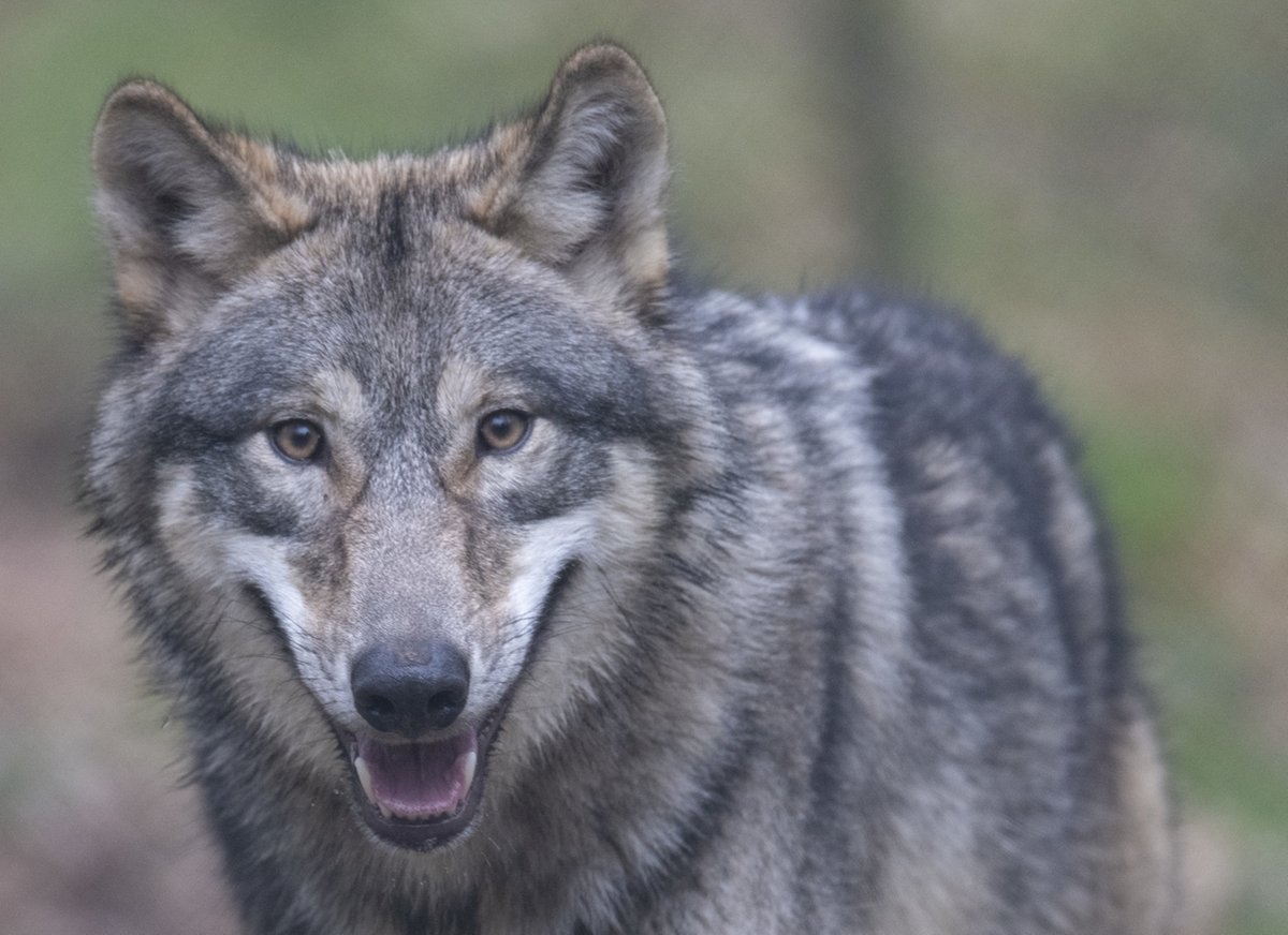 Tierzüchter wollen Jagd auf den Wolf
