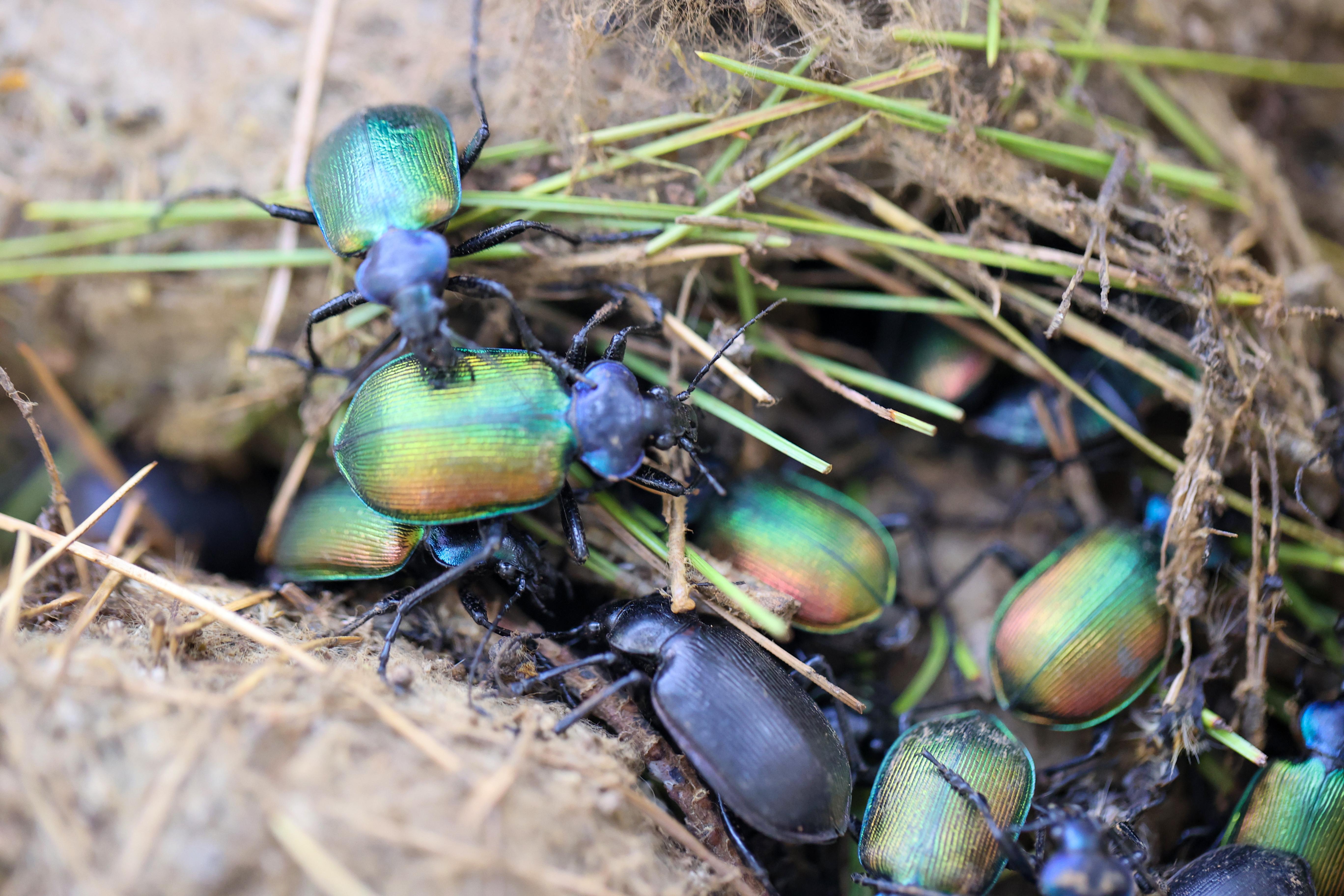 Hochverehrt wurde im alten Ägypten der Skarabäus, bei uns als Mistkäfer bekannt.