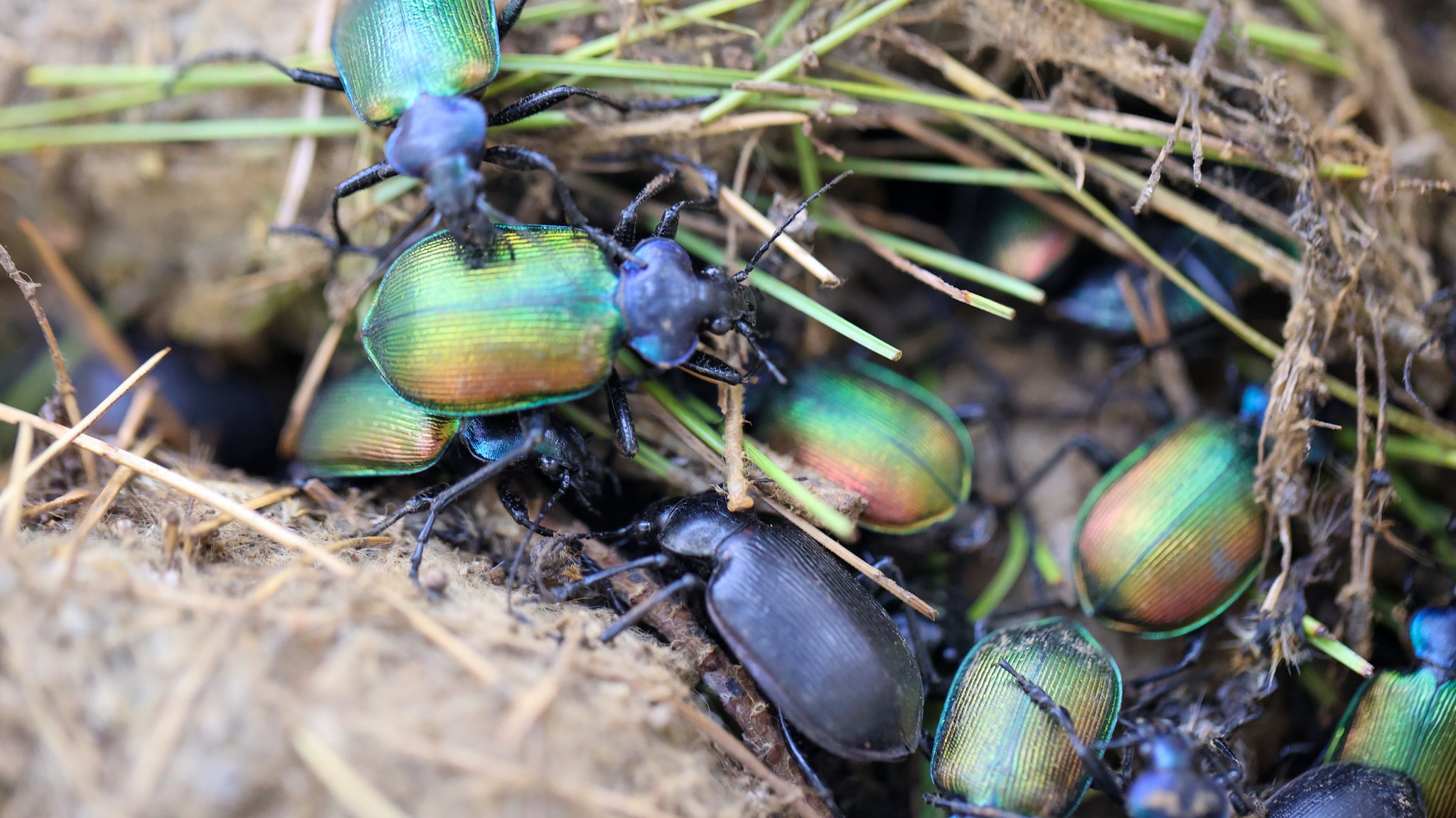 Insekten: Früher verehrt, heute verteufelt – warum eigentlich?