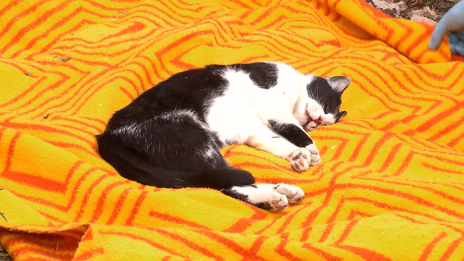 rest in peace abschied von uberfahrenen haustieren nehmen br24