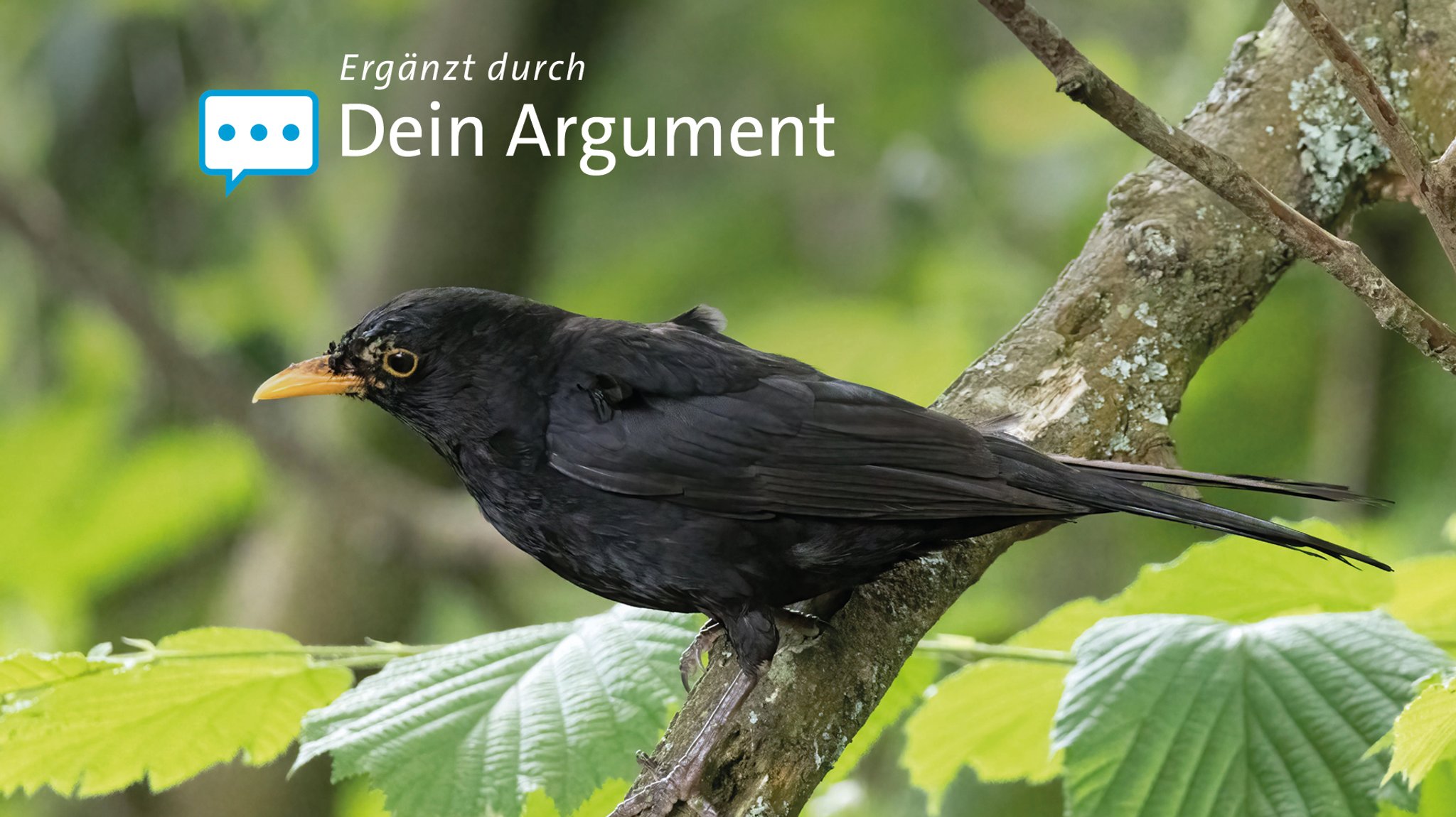 Eine Amsel auf einem Ast.