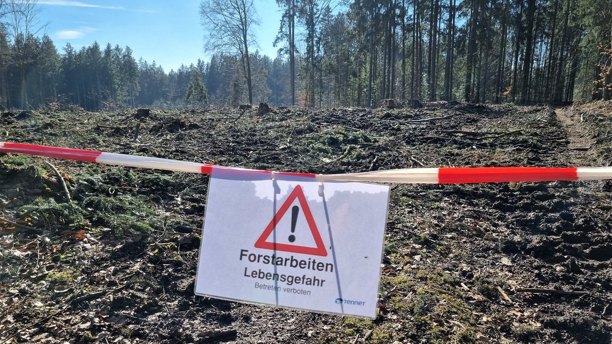 Abgeholzte Waldfläche bei Brennberg