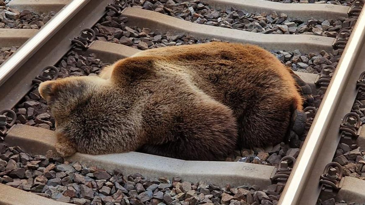 Österreich: Bär bei Zusammenstoß mit Zug getötet