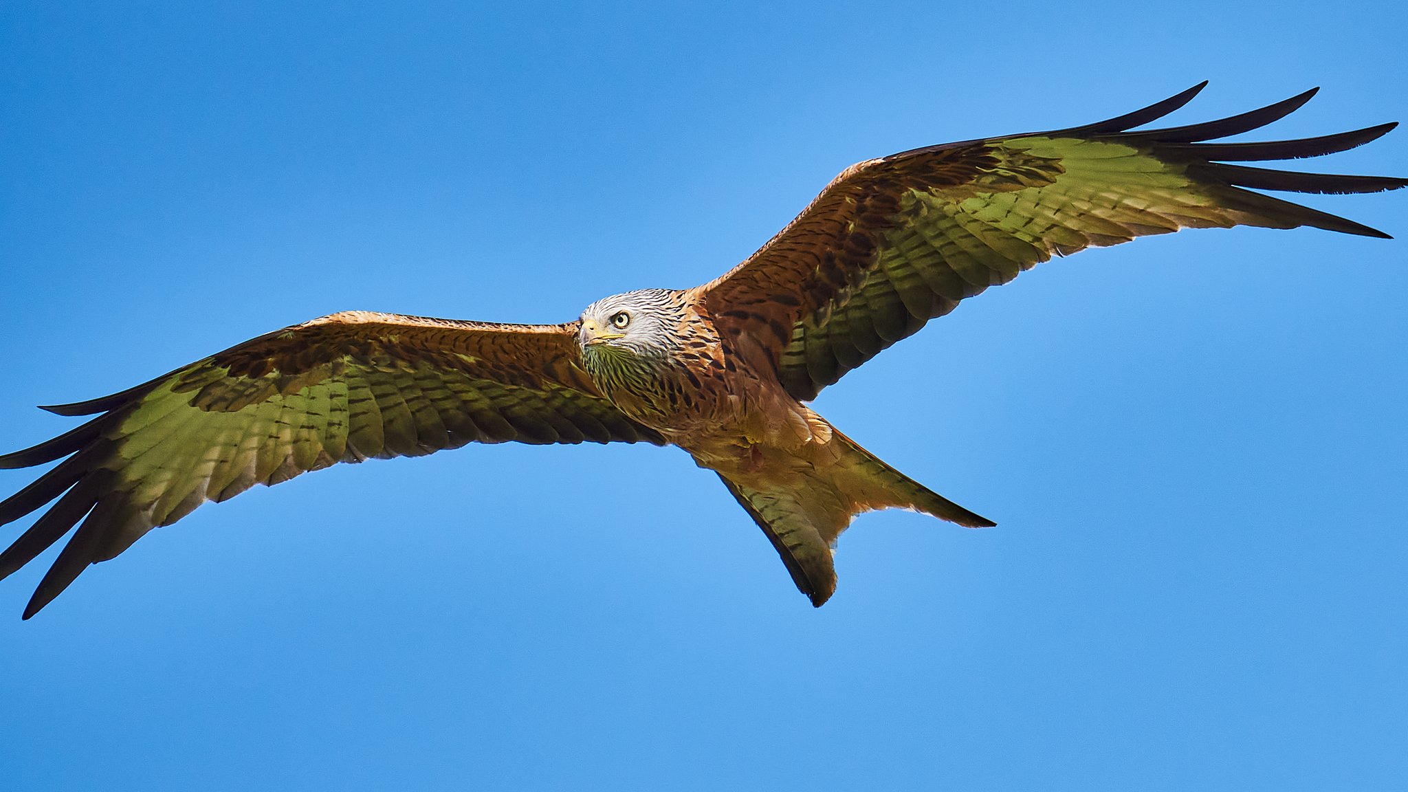 Der Greifvogel Rotmilan im Anflug