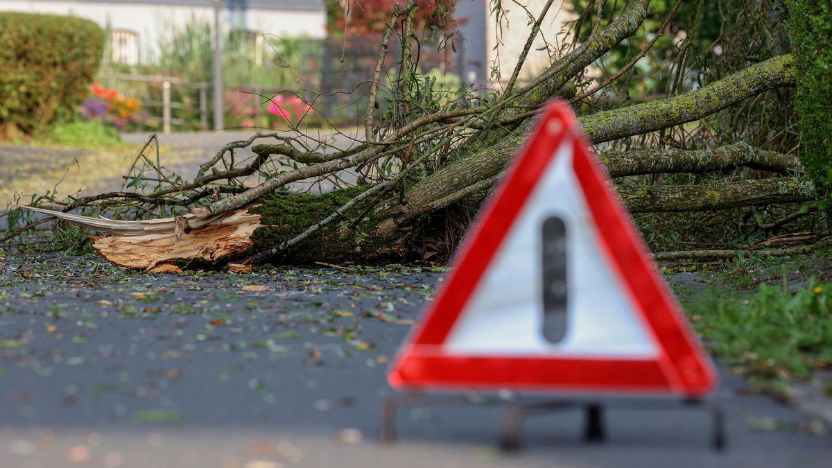 Herabstürzende Äste: Baumbesitzer in der Pflicht