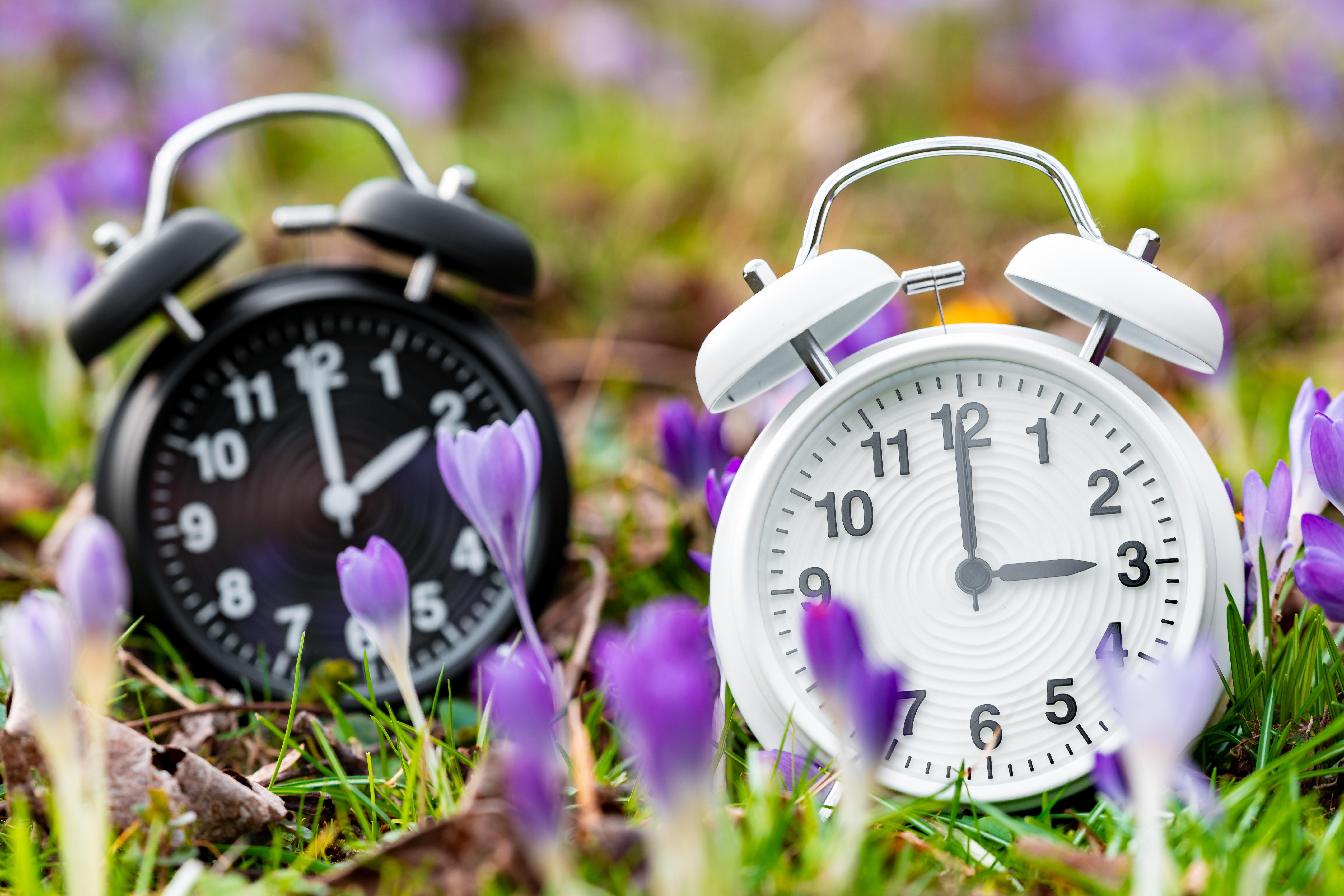 Zwei Wecker, der eine mit der Uhrzeit 2 Uhr, der andere mit 3 Uhr. Davor Krokusse.