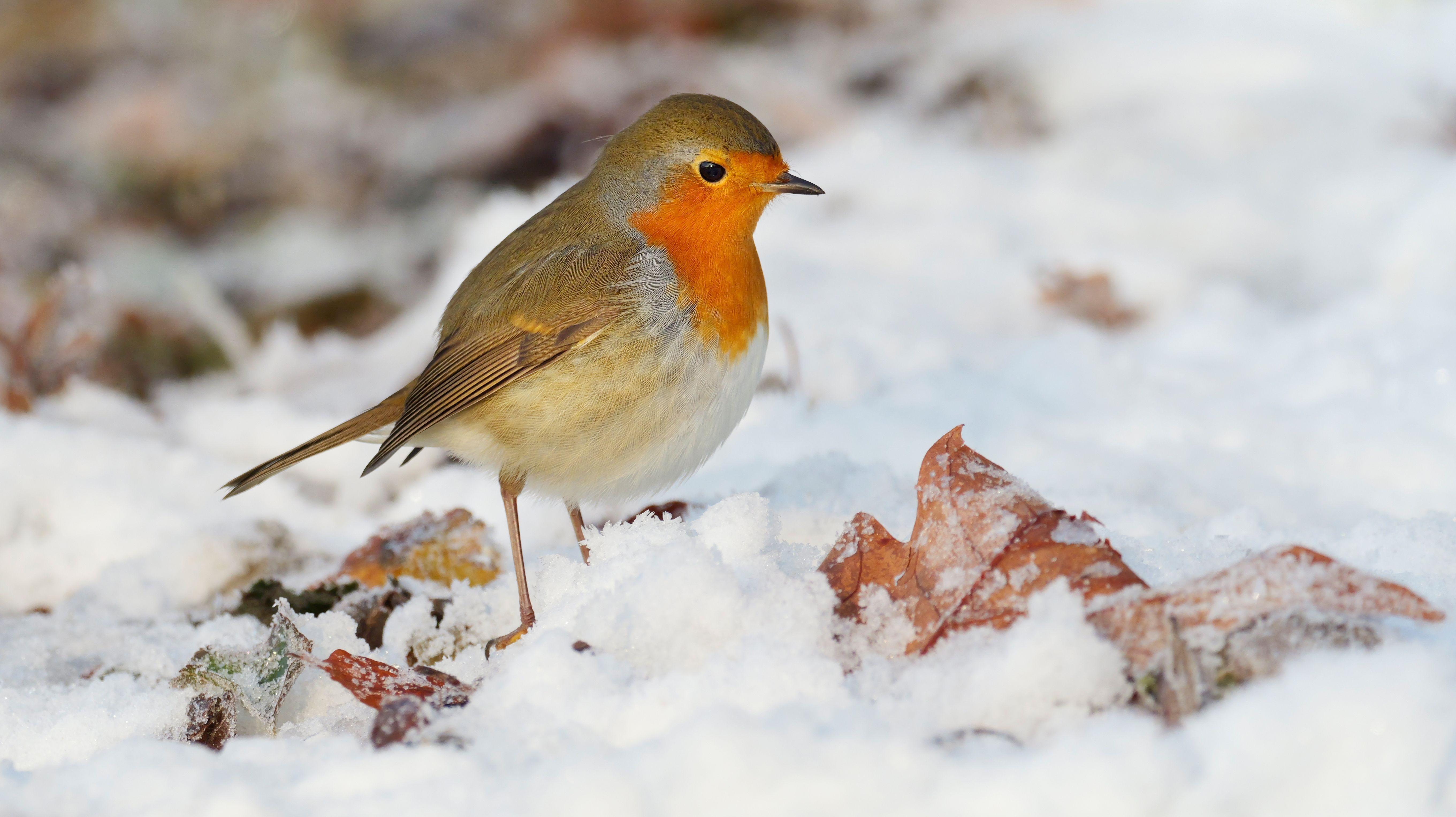 Ein Rotkehlchen steht an einem winterlich kalten Dezembertag im Schnee zwischen verbliebenen Herbstblättern.