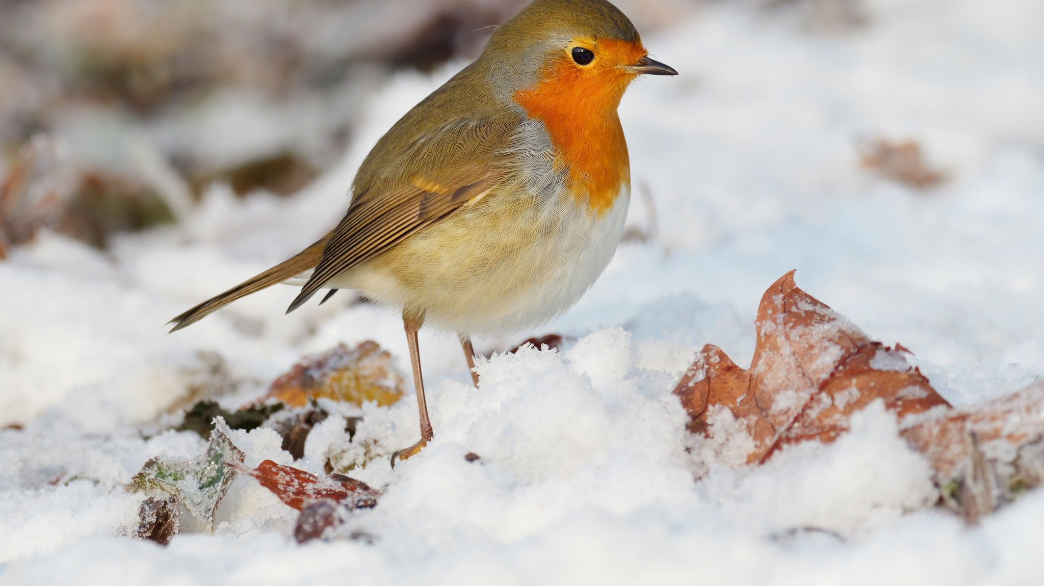 Ein Rotkehlchen steht an einem winterlich kalten Dezembertag im Schnee zwischen verbliebenen Herbstblättern.