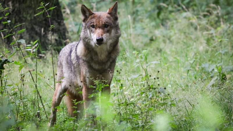 Archivbild: Ein ausgewachsener weiblicher Wolf steht in seinem Gehege im Tierpark. | Bild: dpa-Bildfunk/Christian Charisius Archivbild: Ein ausgewachsener weiblicher Wolf steht in seinem Gehege im Tierpark.