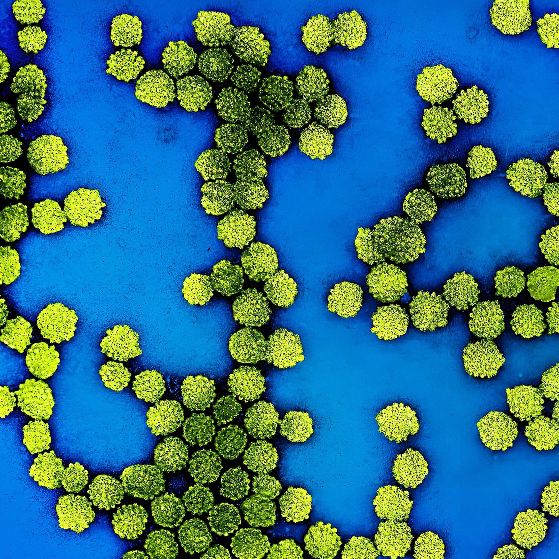 Extreme Früherkennung: Vielversprechender Bluttest auf HPV