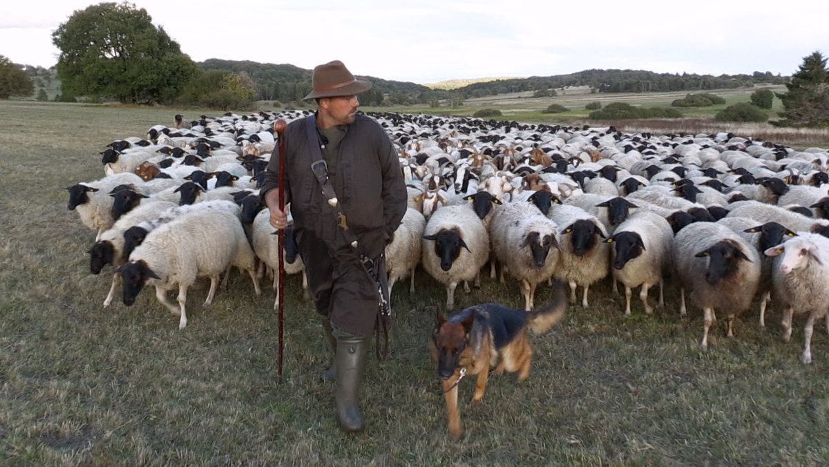 Rhön-Schäfer Julian Schulz läuft mit seiner Herde über eine Weide