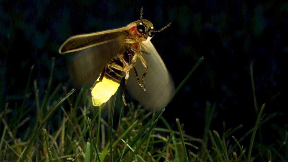 Gelblich leuchtendes Glühwürmchen im Flug in der Nacht