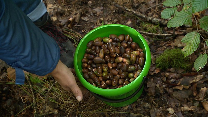 Aus fünf Tonnen Eichelsaatgut können ungefähr 400.000 kleine Eichen entstehen, also um die 60 Hektar neuer Wald. | Bild: BR Aus fünf Tonnen Eichelsaatgut können ungefähr 400.000 kleine Eichen entstehen, also um die 60 Hektar neuer Wald.