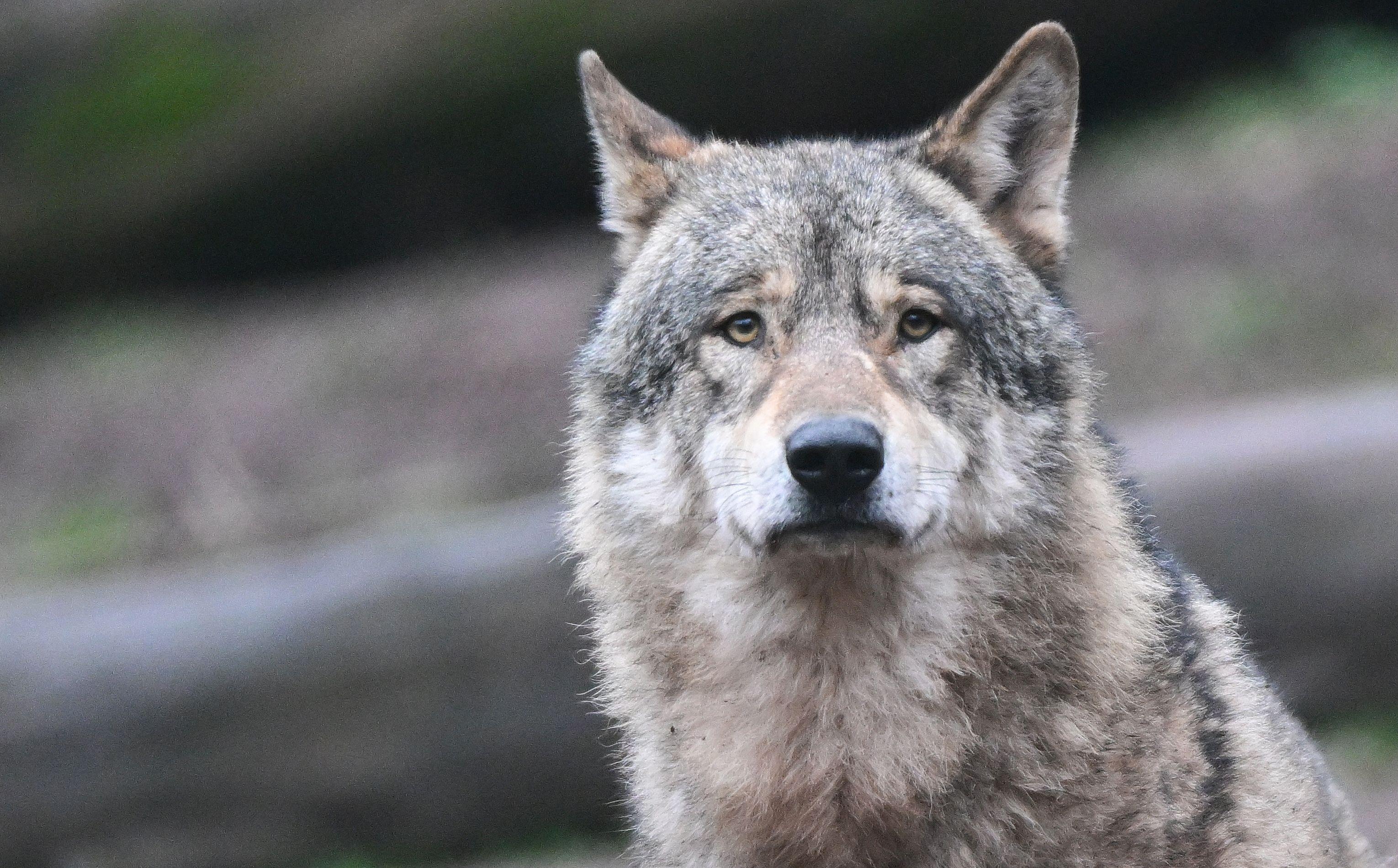 Gericht stoppt Abschussgenehmigung für Wolf im Oberallgäu