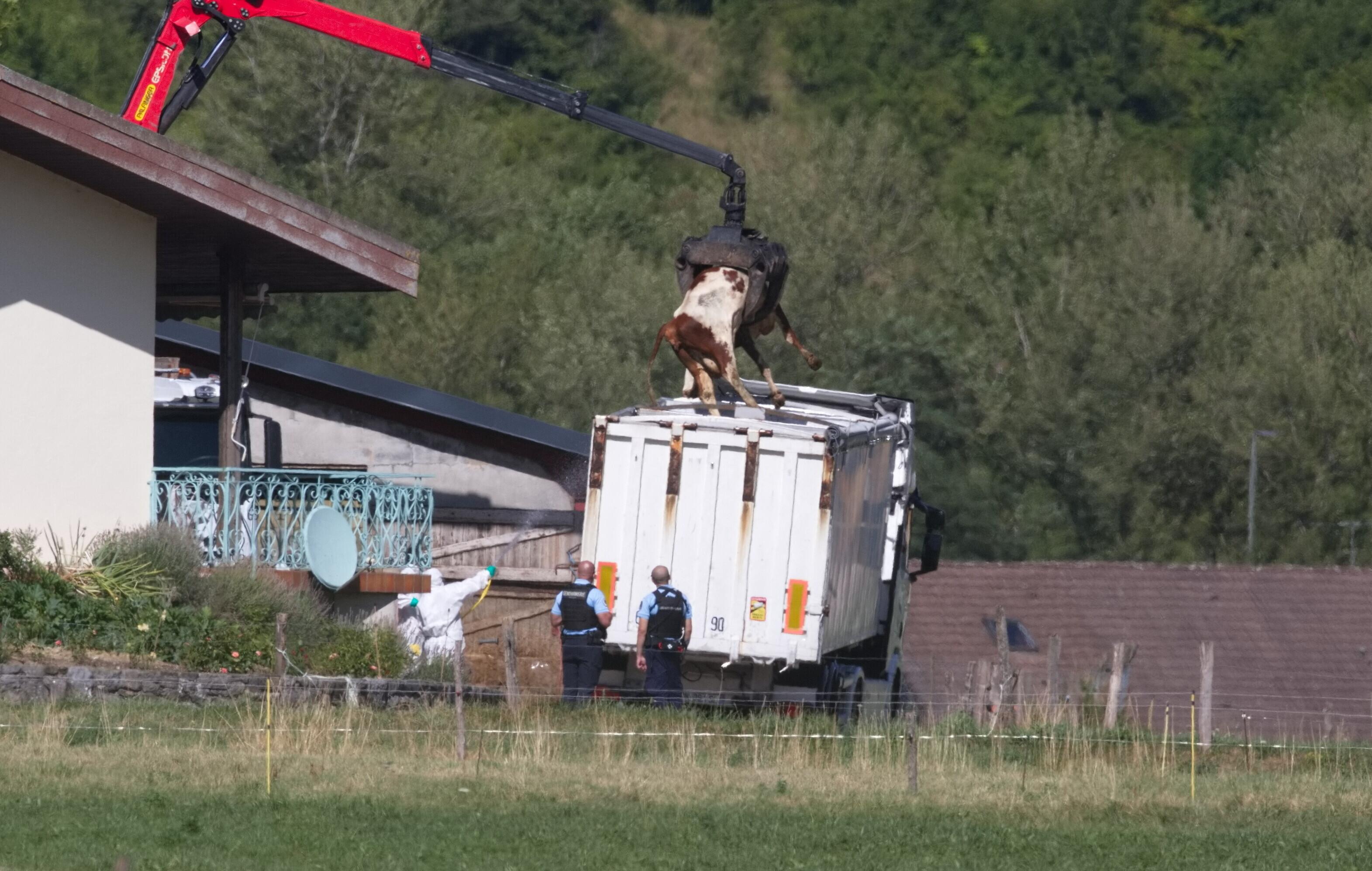 Lumpy-Skin-Disease-Ausbruch 2025 in Frankreich: Ein gekeultes Rind wird mit einem Kran auf einen Laster zum Abtransport verfrachtet.