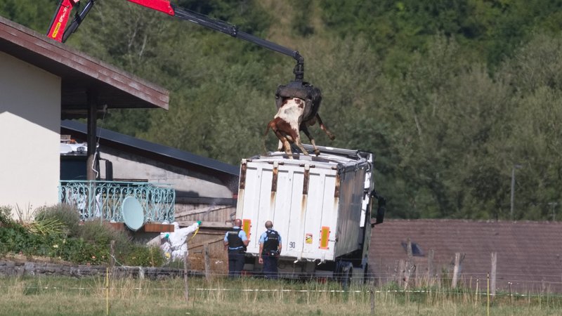 Lumpy-Skin-Disease-Ausbruch 2025 in Frankreich: Ein gekeultes Rind wird mit einem Kran auf einen Laster zum Abtransport verfrachtet. | Bild: picture-alliance/abaca | Giry Daniel/ABACA Lumpy-Skin-Disease-Ausbruch 2025 in Frankreich: Ein gekeultes Rind wird mit einem Kran auf einen Laster zum Abtransport verfrachtet.