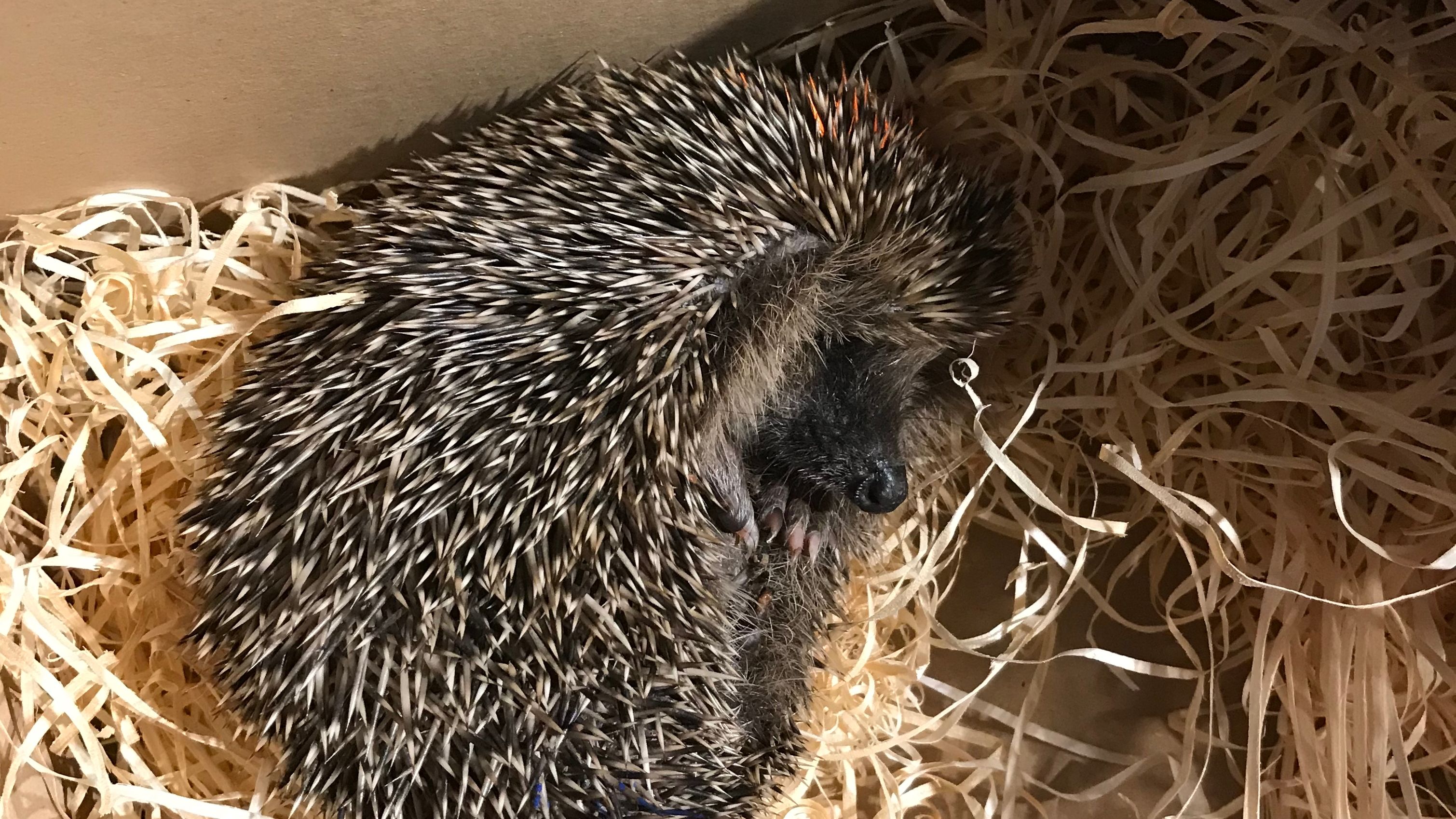Igel Mama In Not Niederbayerin Hat 150 Igel Zu Hause Br24