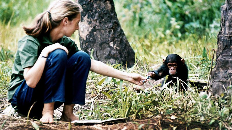 Jane Goodall mit Schimpanse