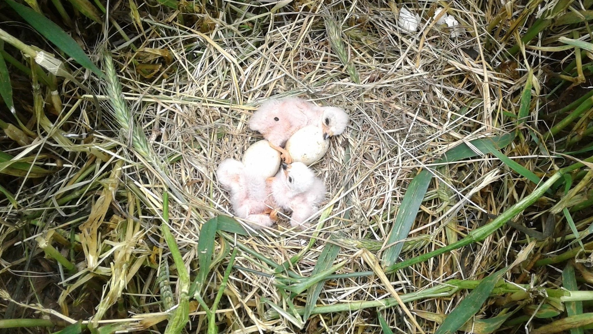 Wiesenweihen-Küken in einem Nest in einem Getreidefeld | Bild: Landesbund für Vogel- und Naturschutz in Bayern Wiesenweihen-Küken in einem Nest in einem Getreidefeld