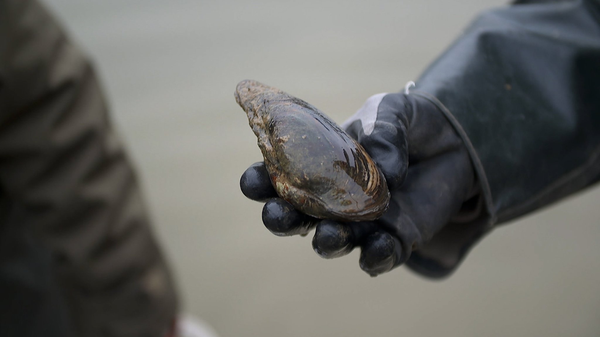Eine Muschel in der Hand eines Muschelretters