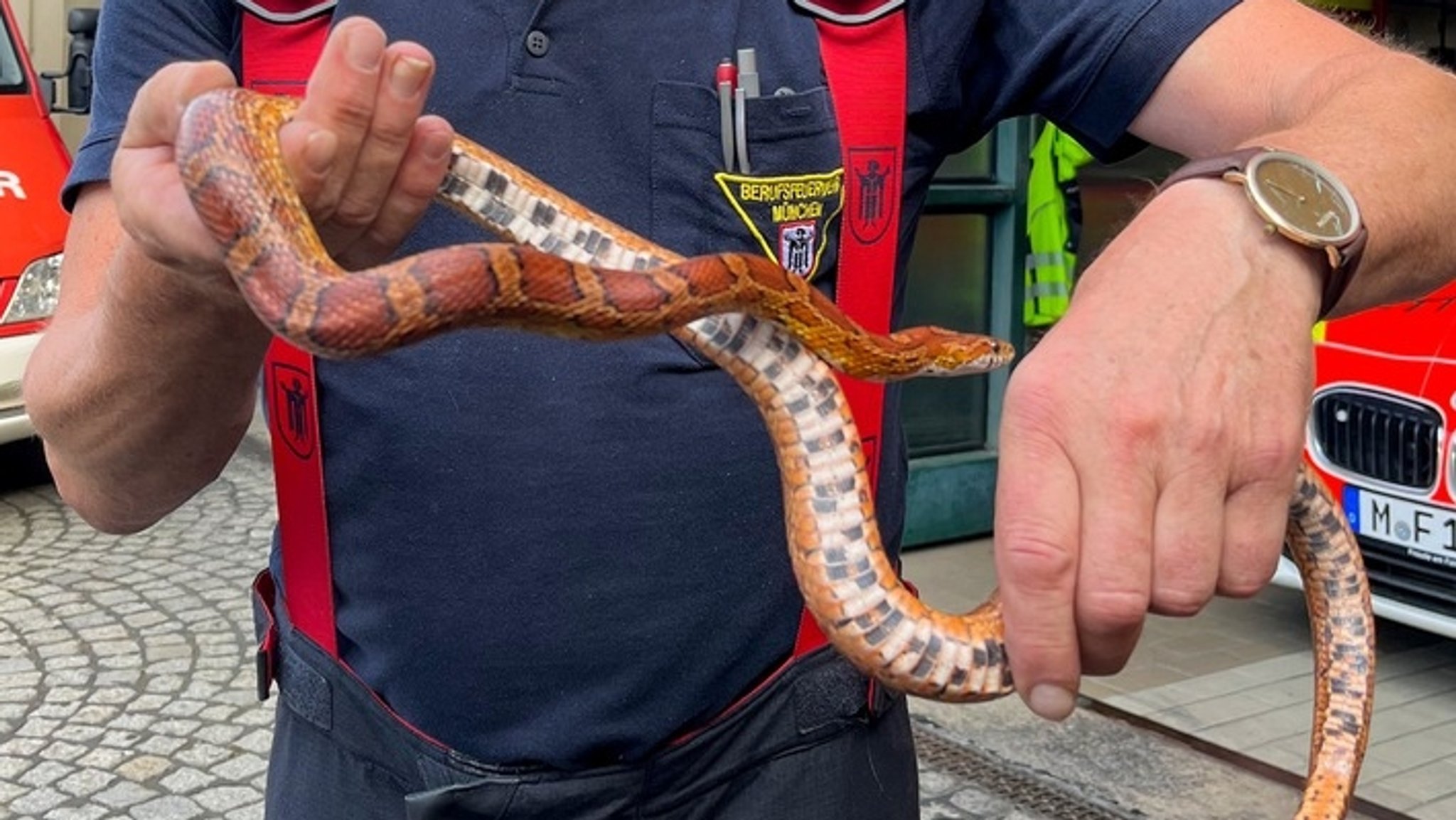 Ein Feuerwehrmann hält eine braune, etwa einen Meter lange Kornnatter. Sie ist ungiftig.