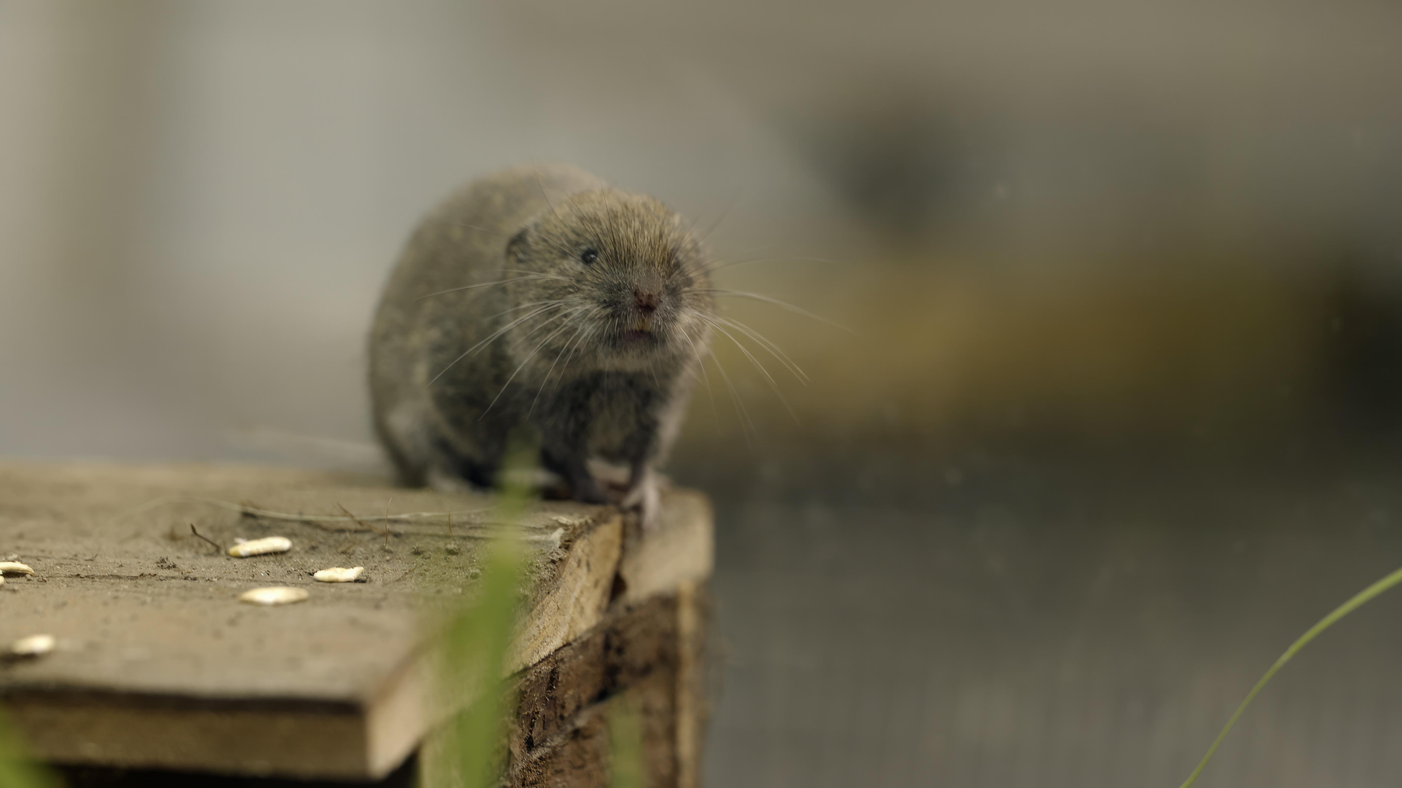 Bayerische Kurzohrmaus frontal auf Holzoberfläche; die Bayerische Kurzohrmaus orientiert sich vor allem mit ihren Tasthaaren