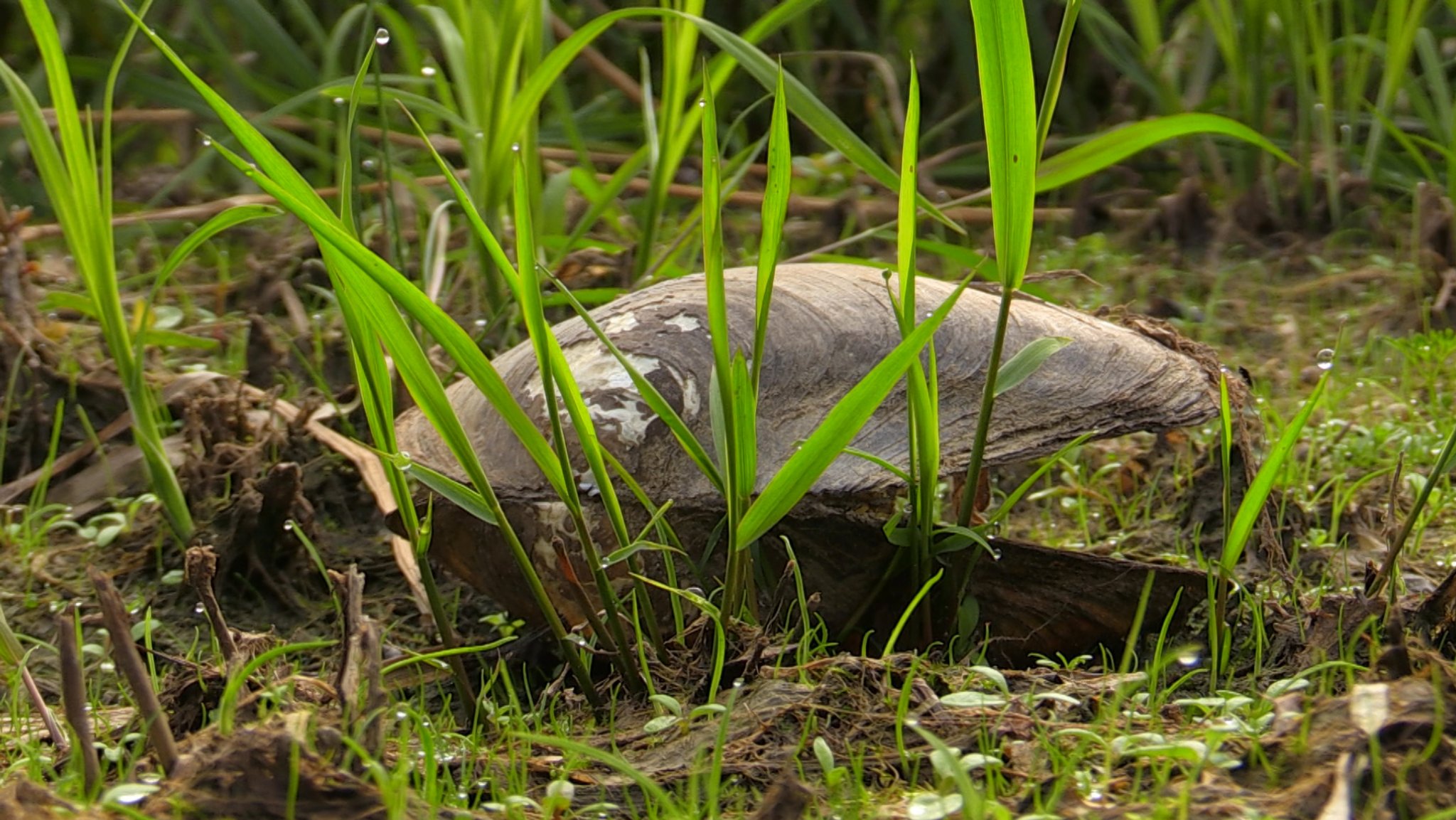 Stausee abgesenkt: Helfer retten täglich tausende Muscheln