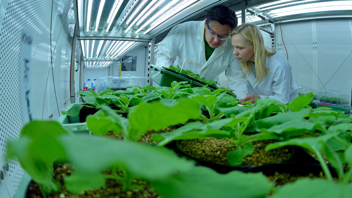 Forscher des Leibniz-Instituts für Pflanzenbiochemie prüfen Tabakpflanzen, die Inhaltsstoffe für Arznei- und Kosmetikprodukte liefern sollen.