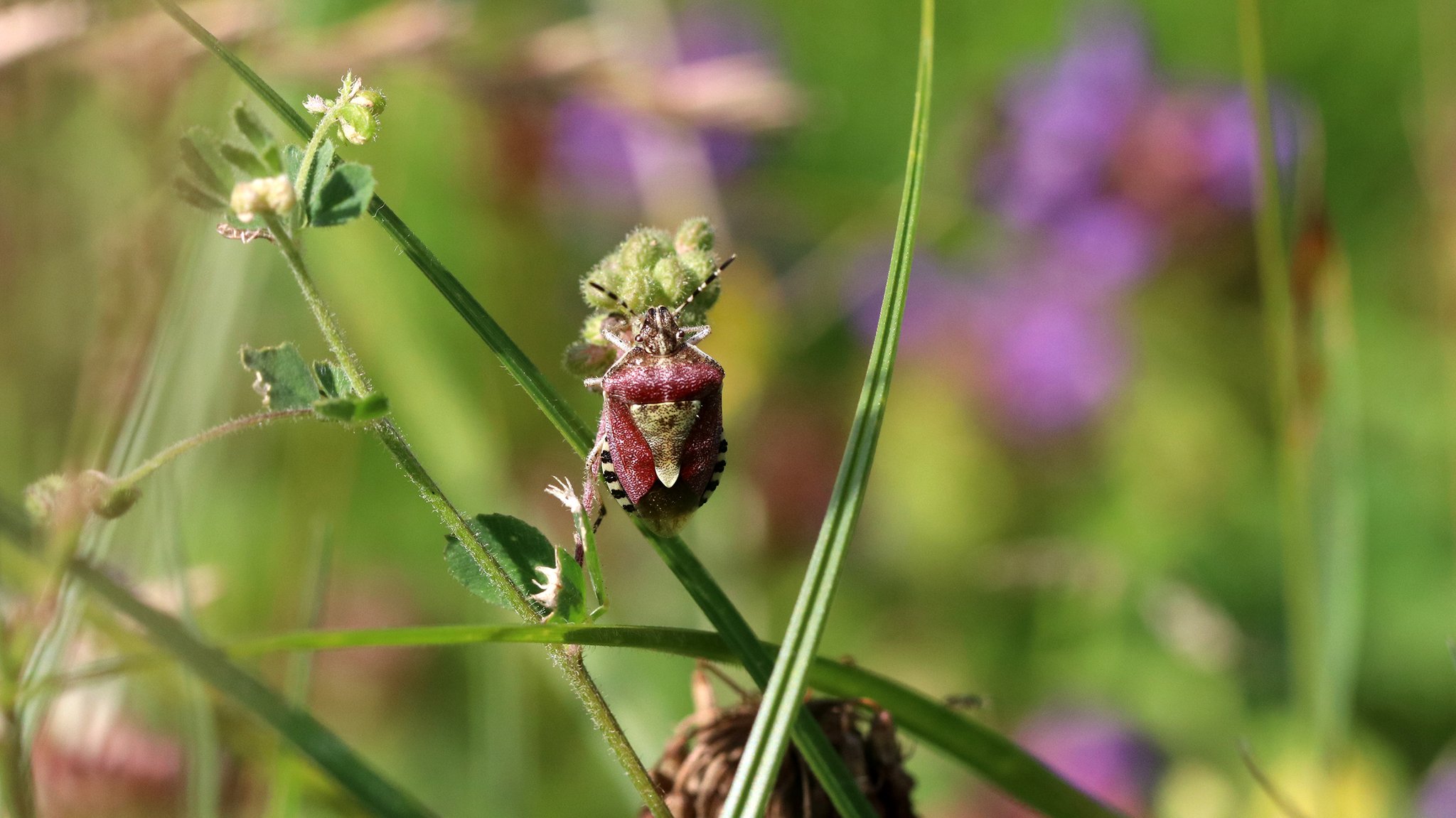 Manche Insektenarten sind auf einzelnen Flächen schon ganz verschwunden. Die Beerenwanze (Dolycoris baccarum) ist eine der wenigen Ausnahmen.