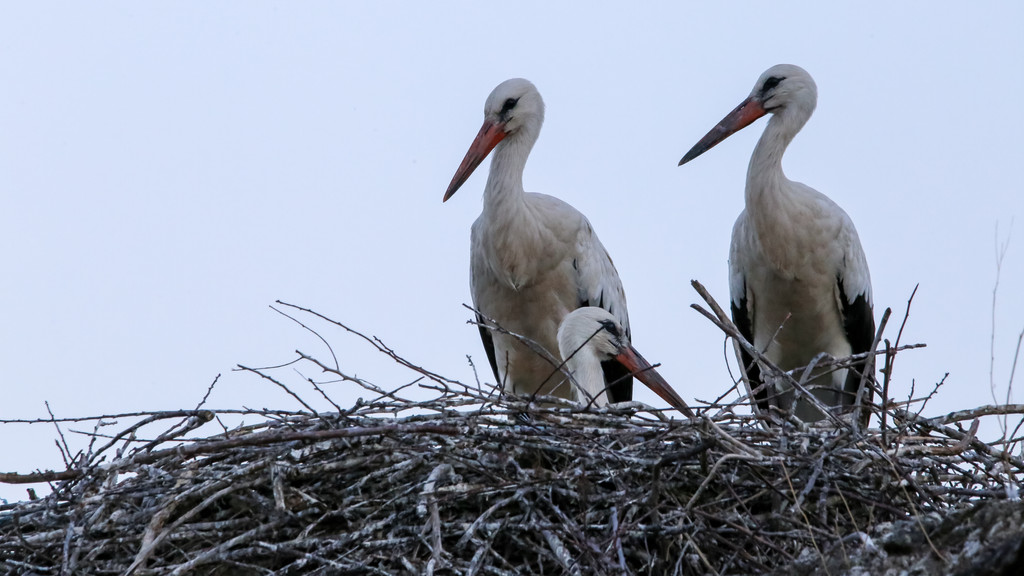 Weißstörche im Nest