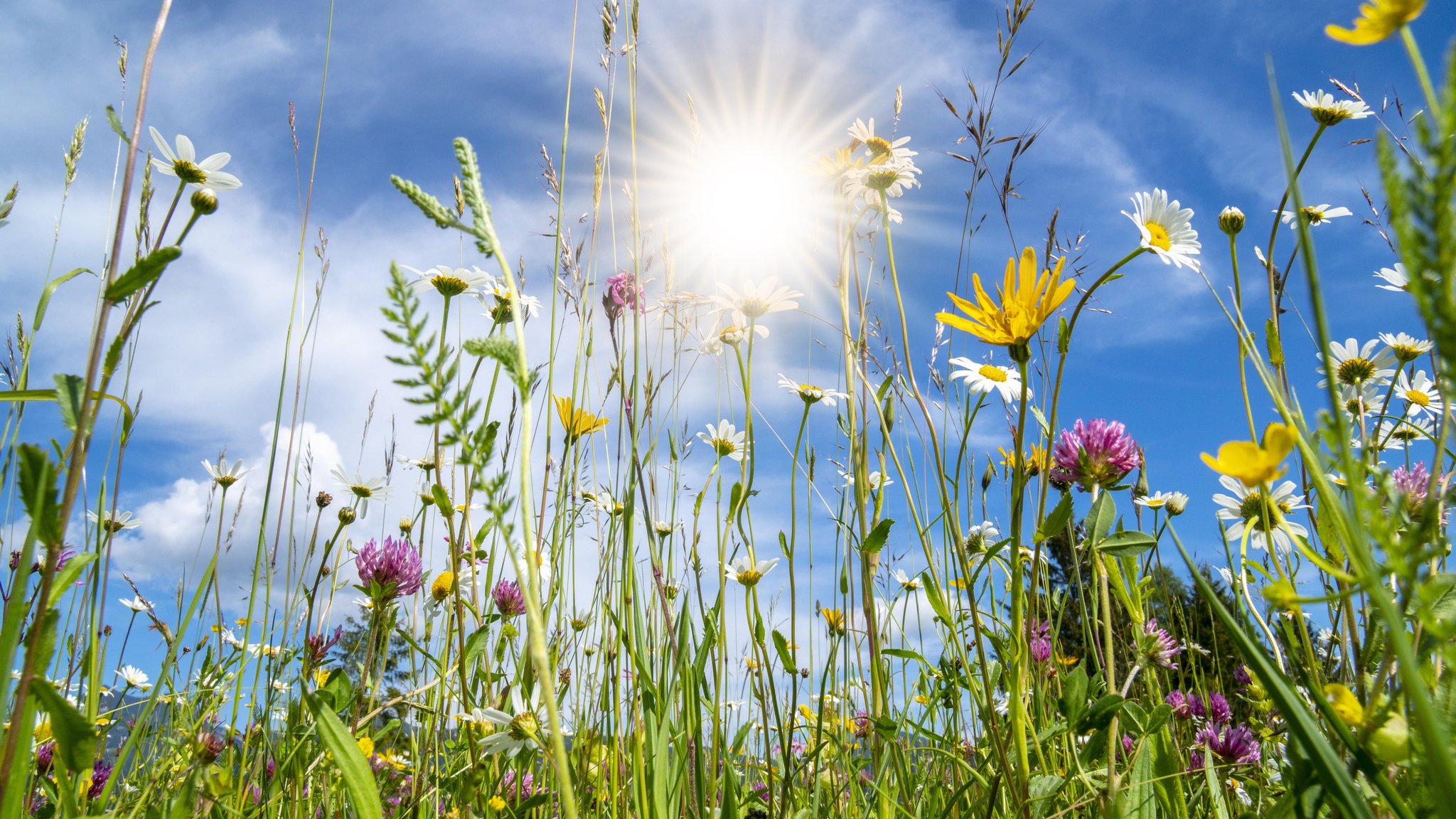 Blumen auf einer Wiese