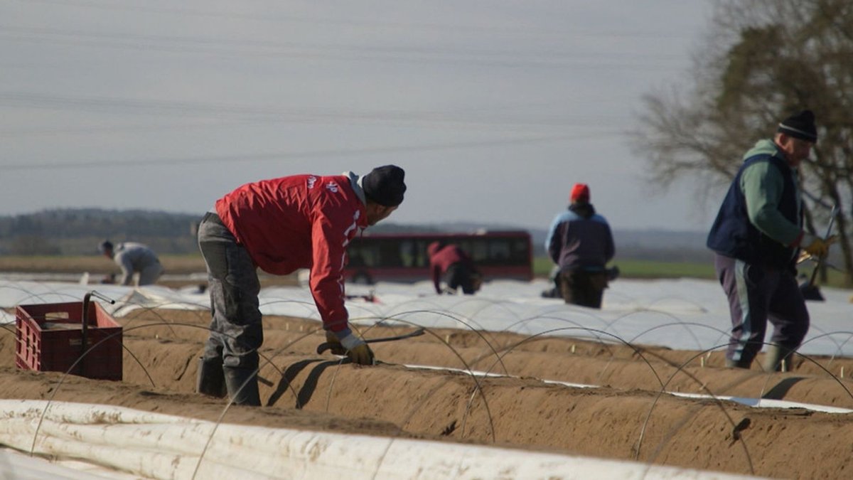 Mindestlohn für Saisonarbeiter: Bauern kündigen höhere Preise an