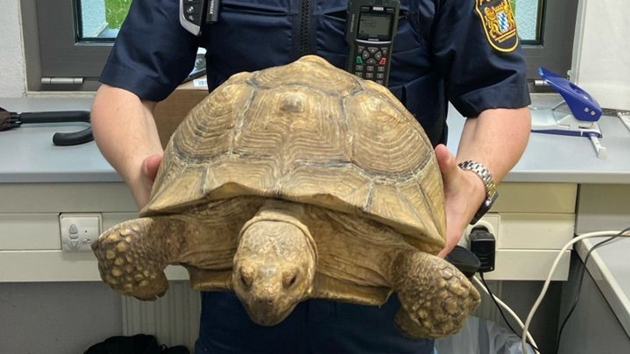 Polizei schnappt ausgebüxte 20-Kilo-Schildkröte