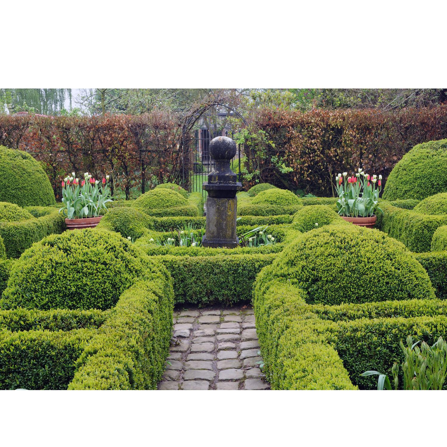 Garten mit Buchbäumen