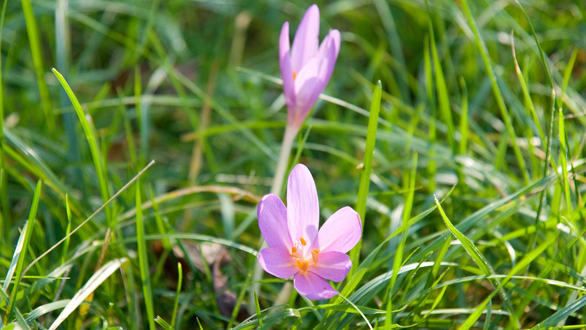 KI als Lösung? Giftige Herbstzeitlose stellt Bauern vor Probleme