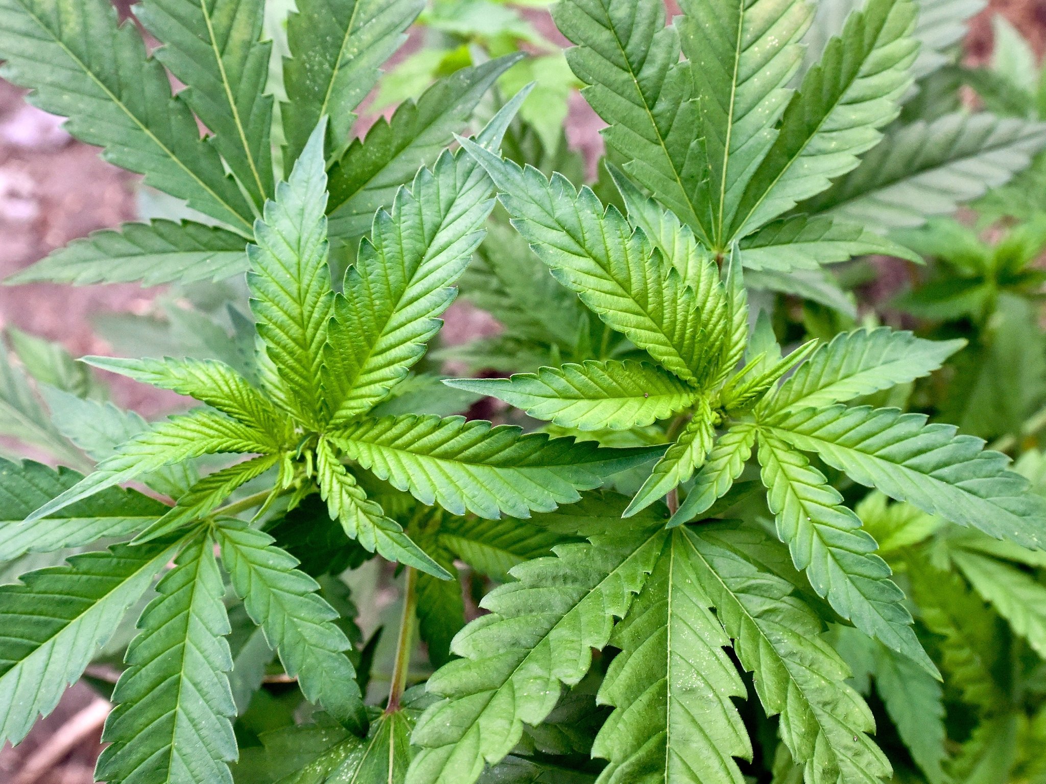 ARCHIV - 10.04.2014, Brandenburg, Braunsdorf: Eine illegale Hanf-Plantage, entdeckt bei einer Drogenrazzia auf einem privaten Gelände in Brandenburg. (zu dpa: «Brandenburg entscheidet kurzfristig über Votum zu Cannabis-Legalisierung») Foto: Patrick Pleul/dpa +++ dpa-Bildfunk +++