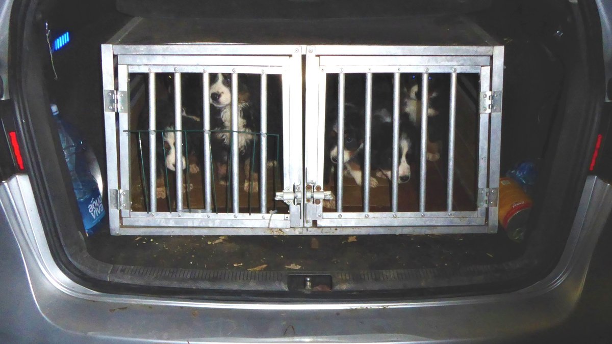 Sieben Hundewelpen im Kofferraum eines Autos