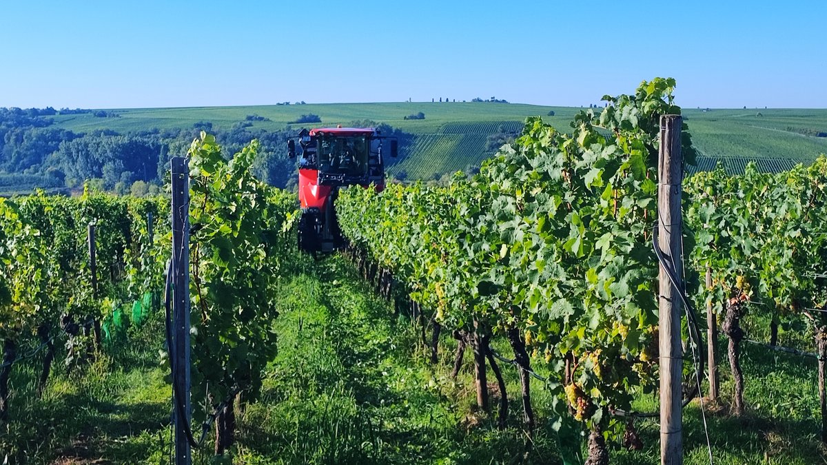 Offizieller Start der Weinlese in Franken: Aussichten und Sorgen