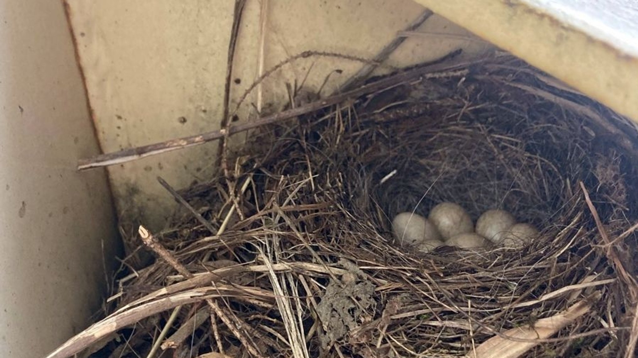 Nest eines Gebirgsstelzen-Paars in einem Wertstoffhof-Container