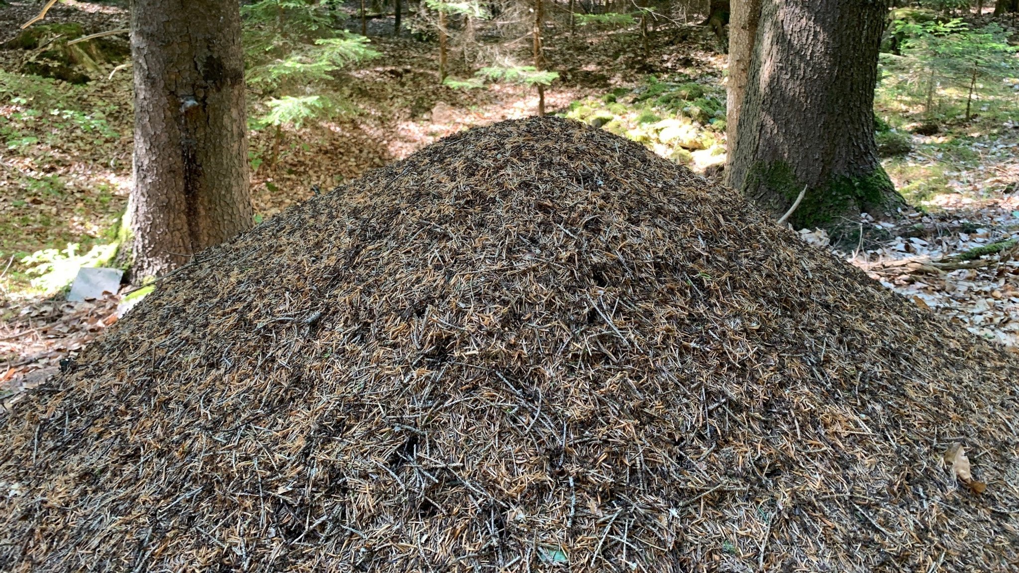 In einem Ameisenhügel dieser Größe leben rund drei Millionen Ameisen. 