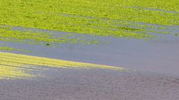 Felder sind vom Hochwasser der Donau überschwemmt | Bild:picture alliance/dpa | Armin Weigel