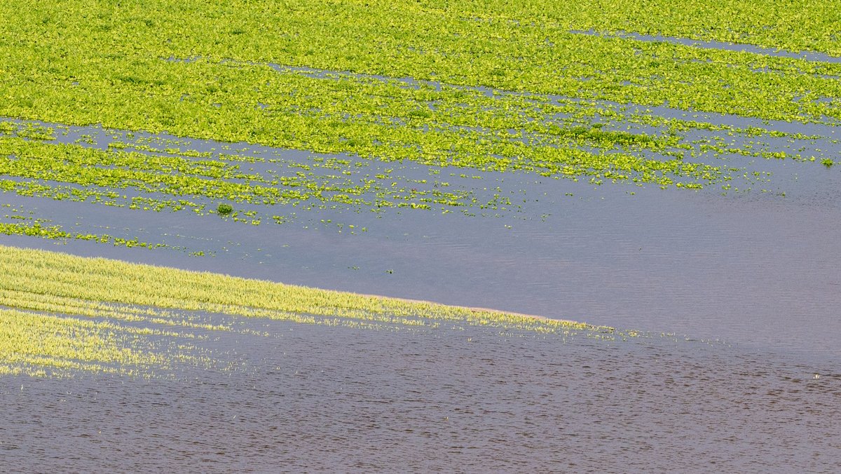 Felder sind vom Hochwasser der Donau überschwemmt (Aufnahme vom 5. Juni 2024)