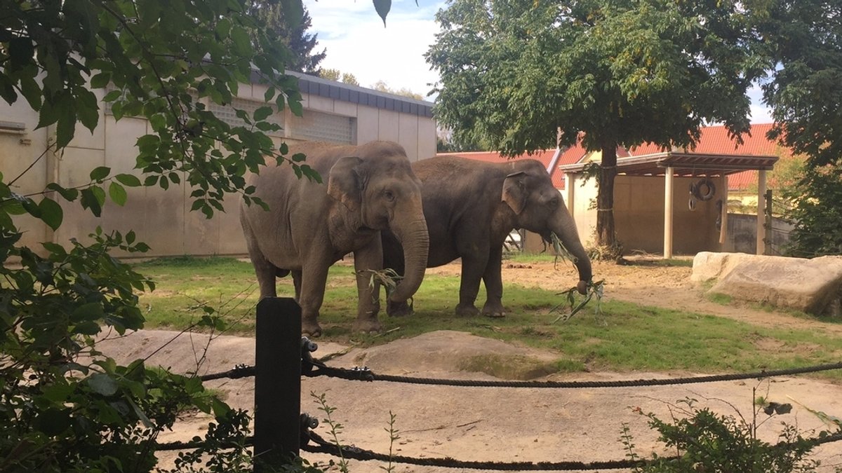 Augsburger Zoo bekommt ein neues Elefanten-Haus