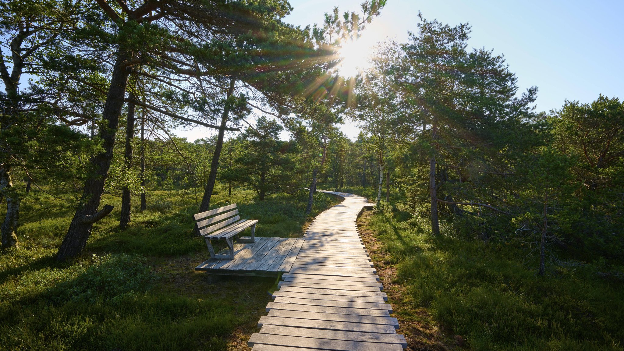 (Symbolbild) Ein hölzerner Weg schlängelt sich durch einen sonnigen Moorwald mit einer Bank am Wegesrand, Schwarzes Moor, Fladungen, Rhön, Bayern. | Bild: picture alliance / imageBROKER | Raimund Linke (Symbolbild) Ein hölzerner Weg schlängelt sich durch einen sonnigen Moorwald mit einer Bank am Wegesrand, Schwarzes Moor, Fladungen, Rhön, Bayern.