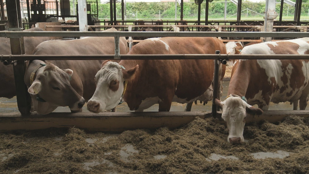 Im Projekt "MethaCow" suchen die Bayerischen Staatsgüter und die Landesanstalt für Landwirtschaft nach dem klimafreundlichsten Kuhfutter.